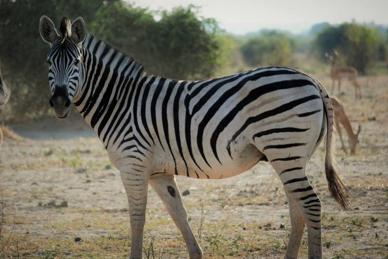 Equus guagga