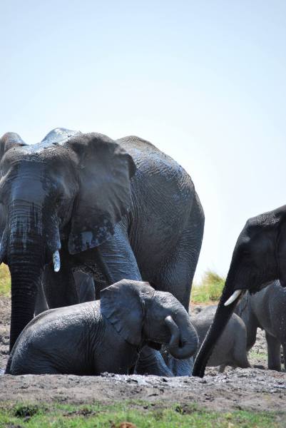 Loxodonta africana