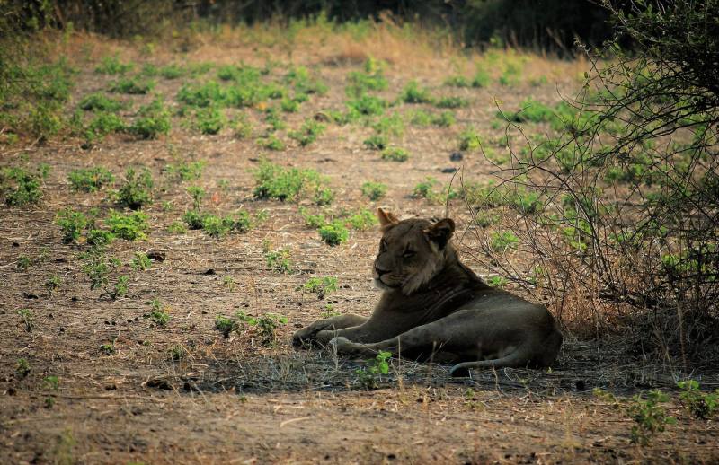 Panthera leo