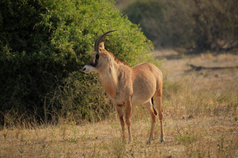 Hippotragus equinus