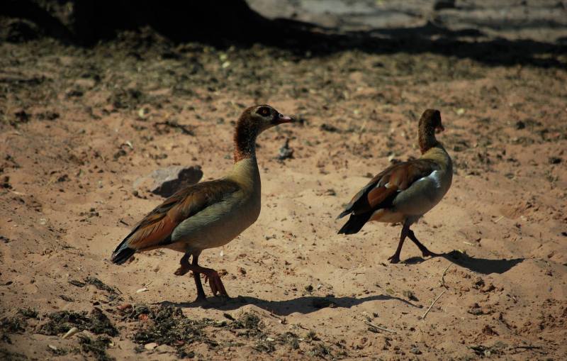 Alopochen aegyptiaca
