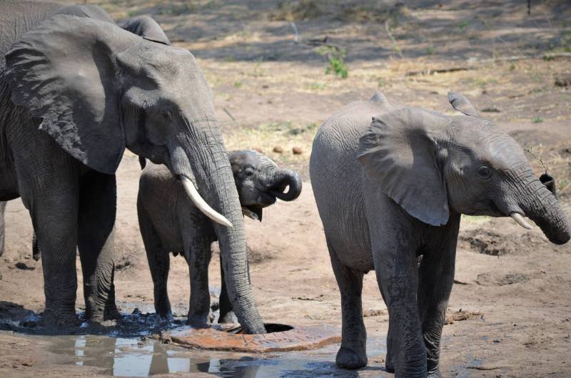 Loxodonta africana