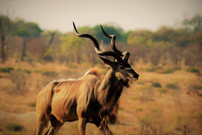 Tragelaphus strepsiceros