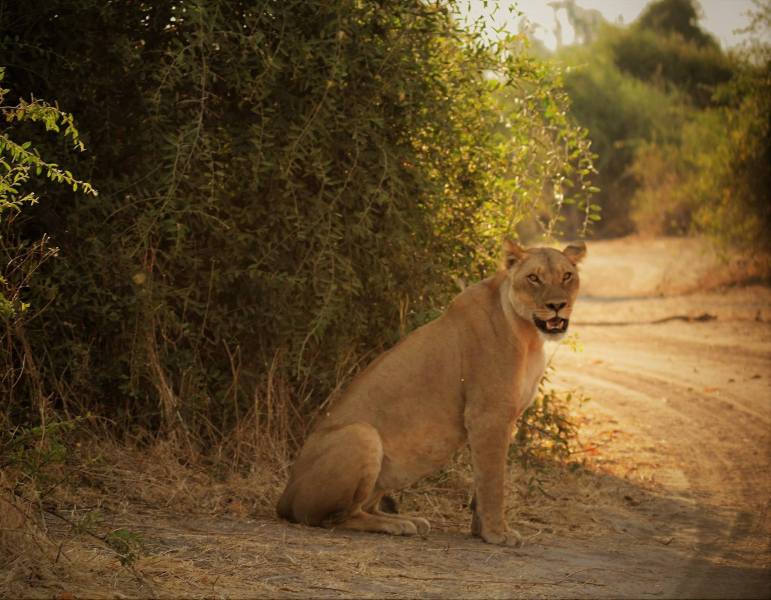 Panthera leo