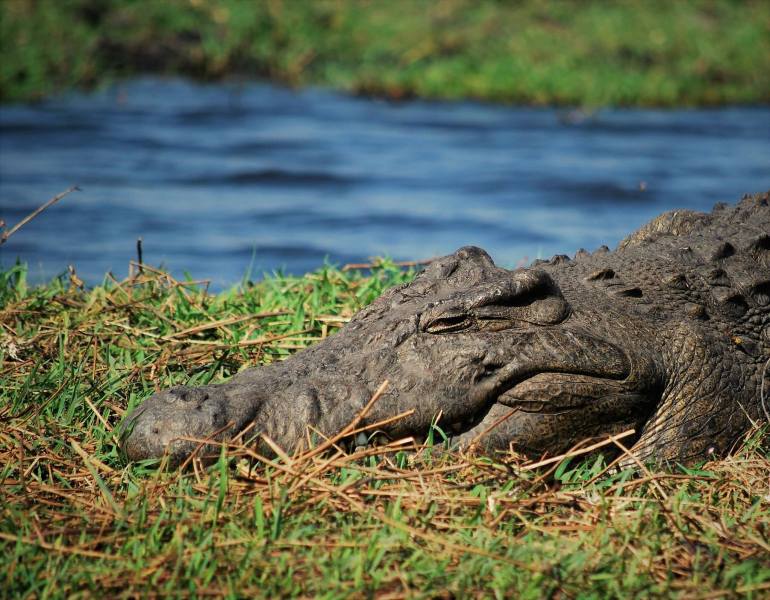 crocodile
