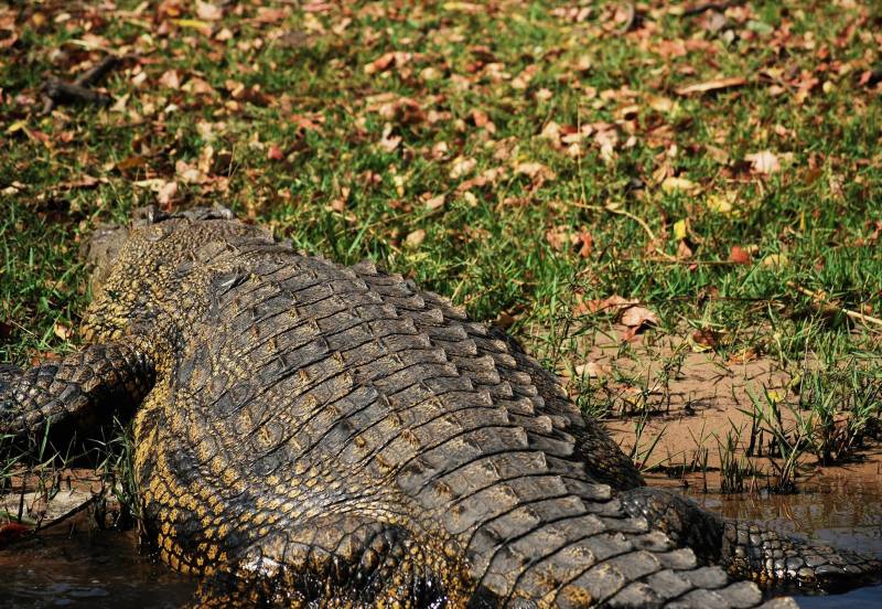 crocodile