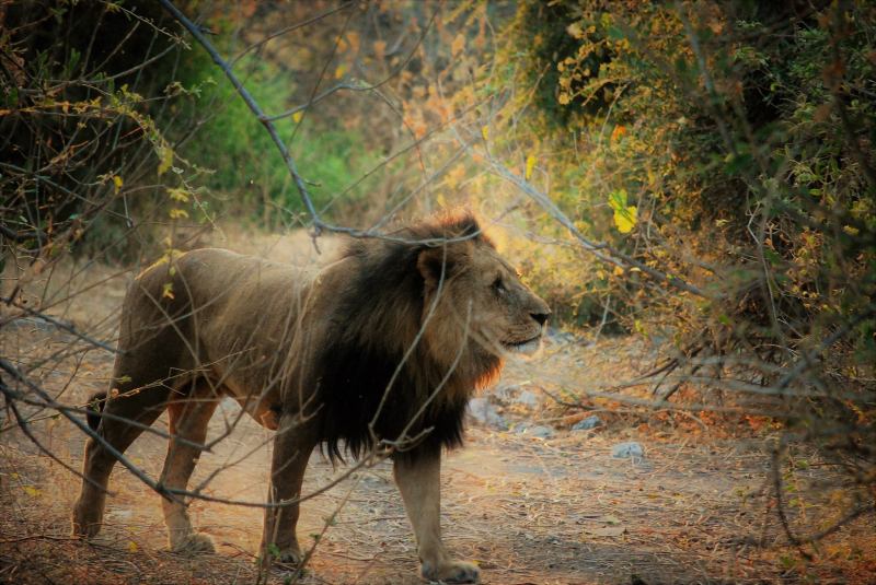 Panthera leo