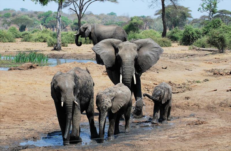 Loxodonta africana