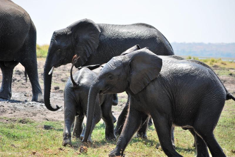 Loxodonta africana