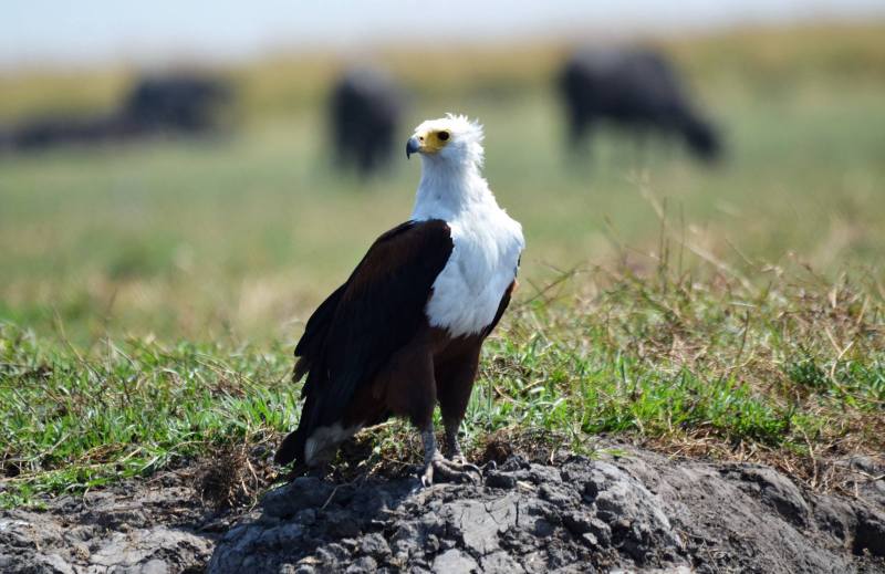 Haliaeetus vocifer