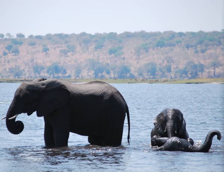 Loxodonta africana