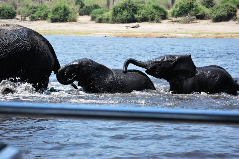 Loxodonta africana