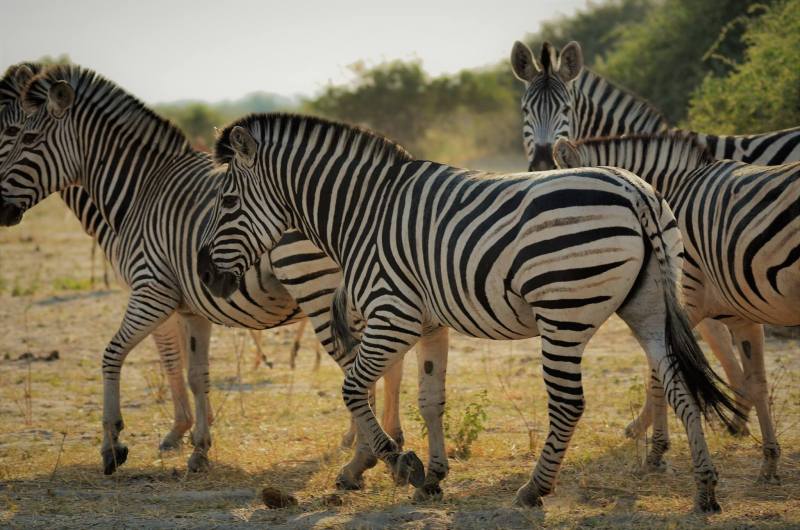 Equus guagga