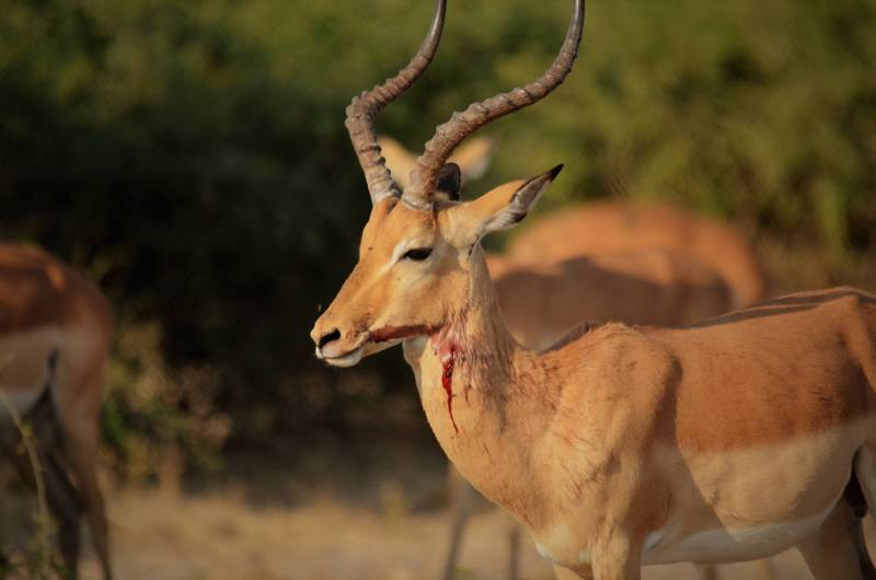 Aepyceros melampus