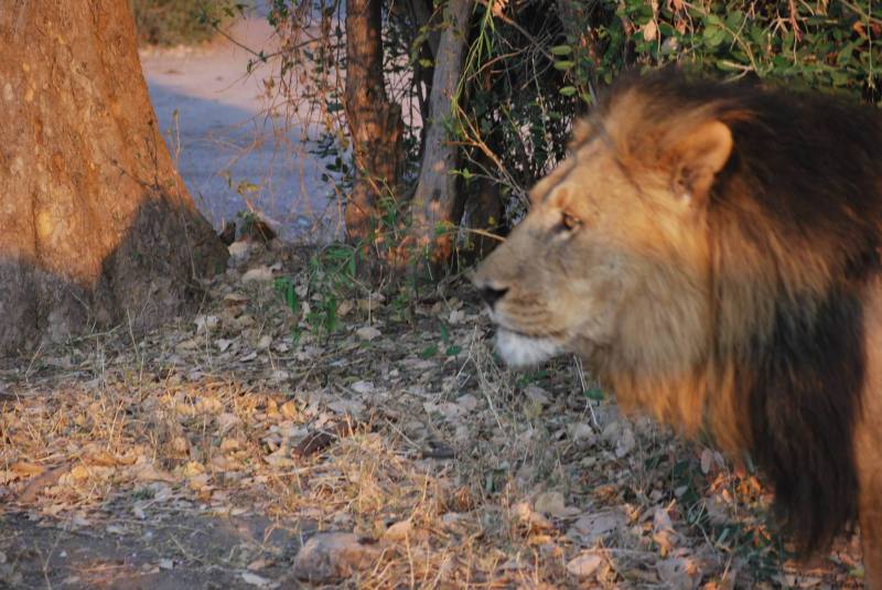 Panthera leo