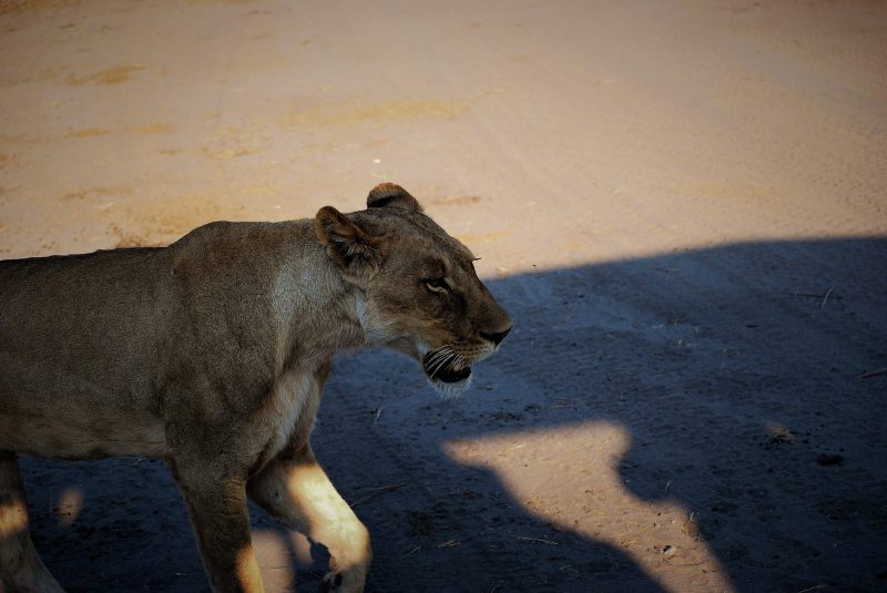 Panthera leo