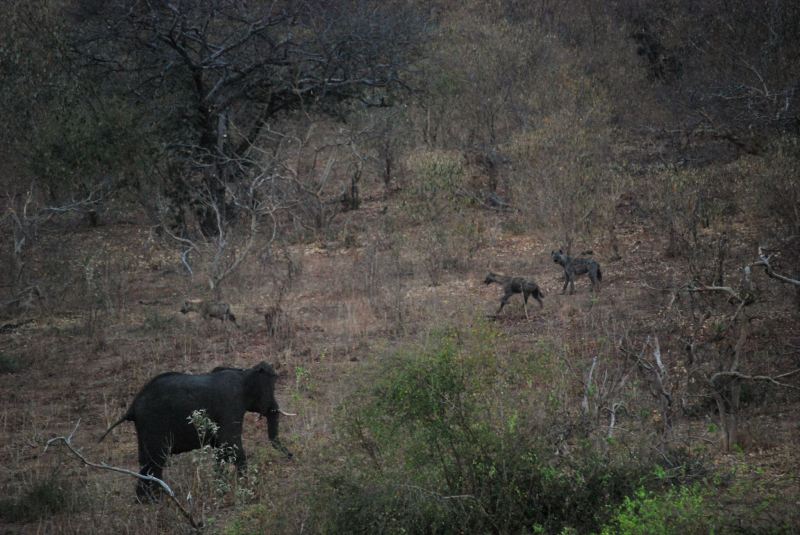 Loxodonta africana