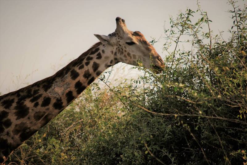 giraffe