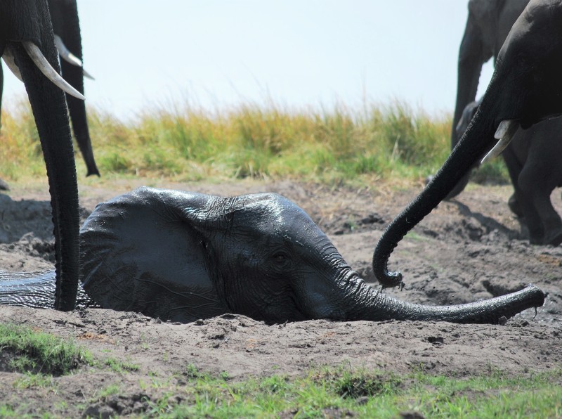 Loxodonta africana
