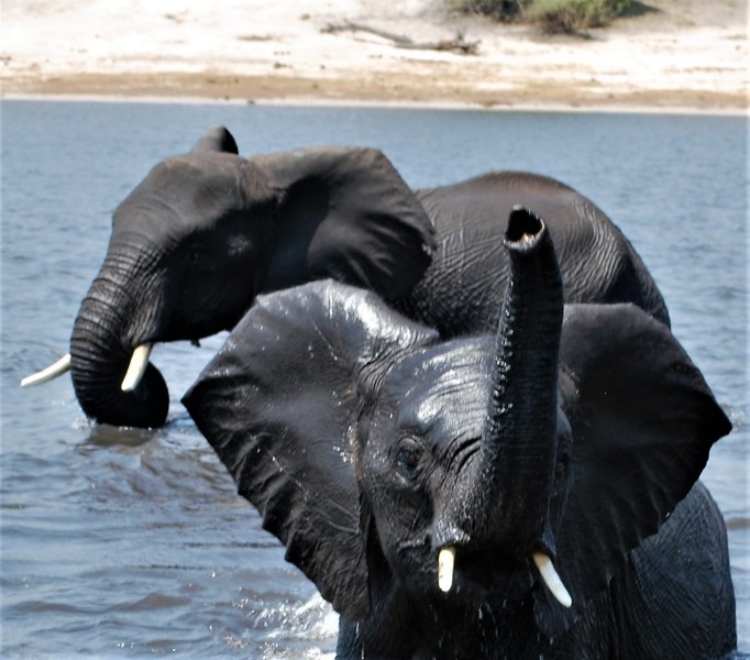 Elephant