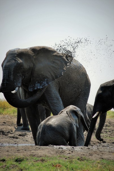 Elephant