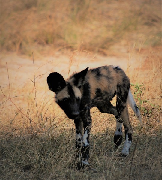 Lycaon pictus