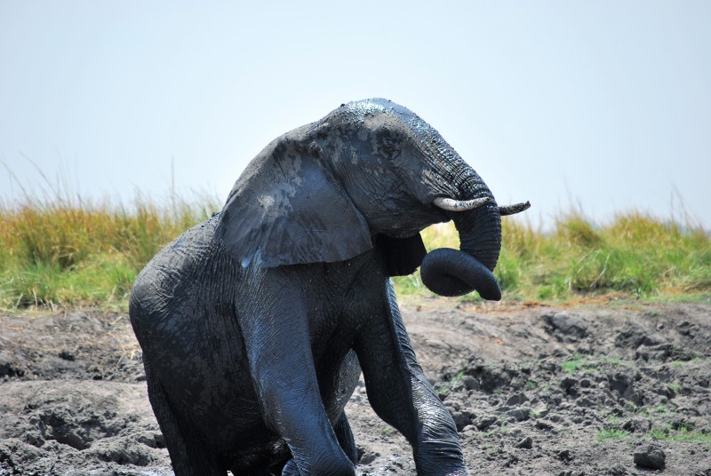 Loxodonta africana
