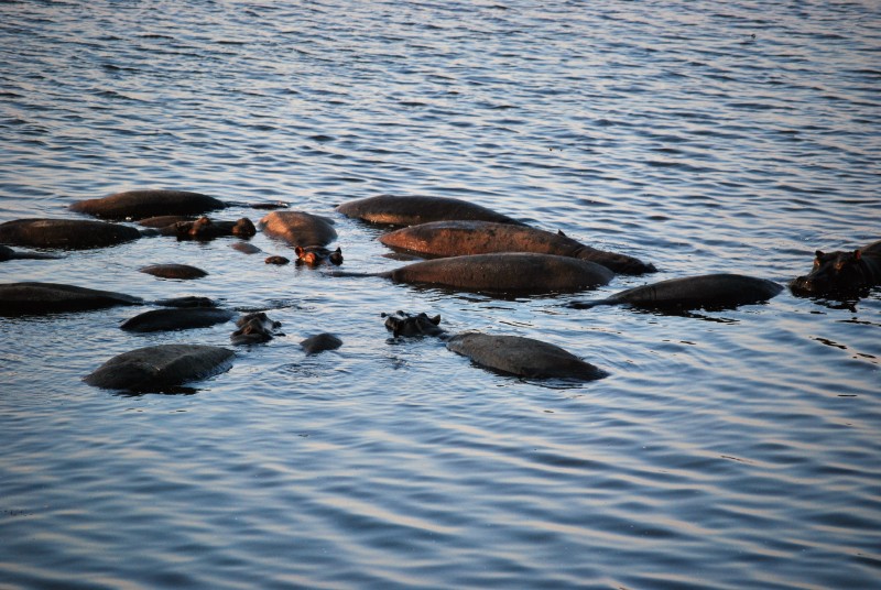 Hippopotamus amphibius