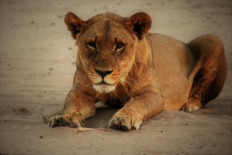Panthera leo