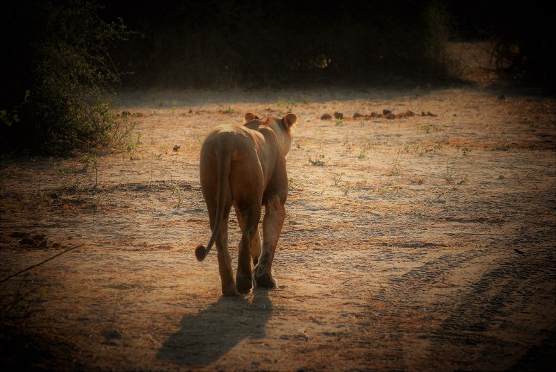Panthera leo