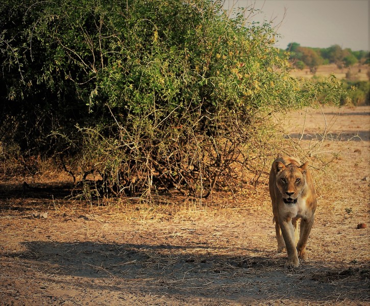 Panthera leo