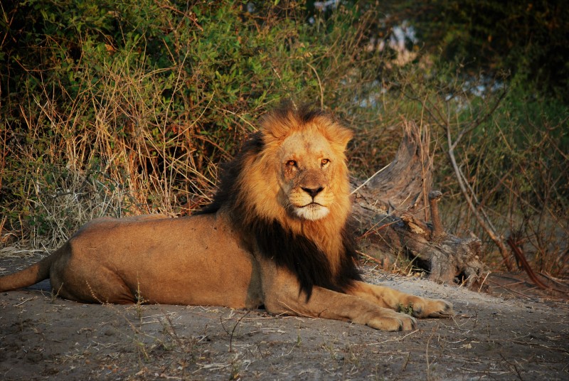 Panthera leo