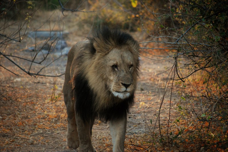 Panthera leo