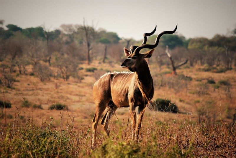 Tragelaphus strepsiceros