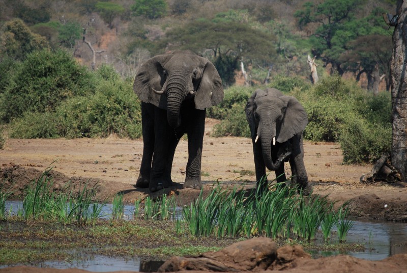 Loxodonta africana