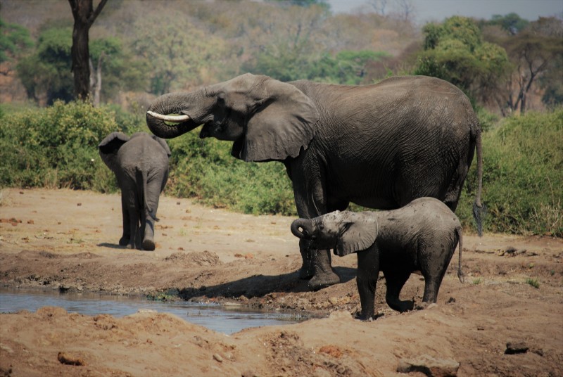 Loxodonta africana