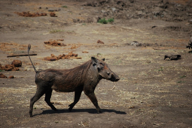 Phacochoerus africanus
