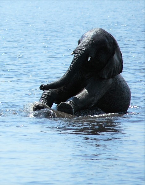 Loxodonta africana