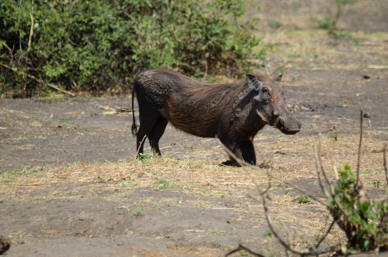 Phacochoerus africanus