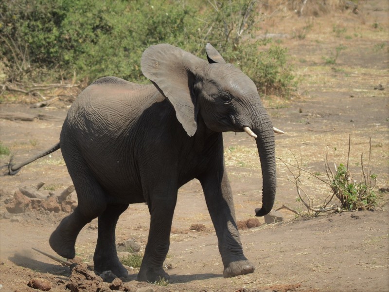 Loxodonta africana