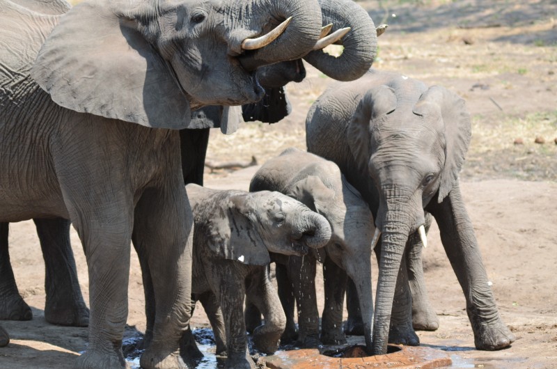 Loxodonta africana