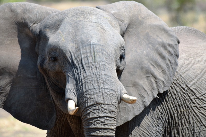 Loxodonta africana