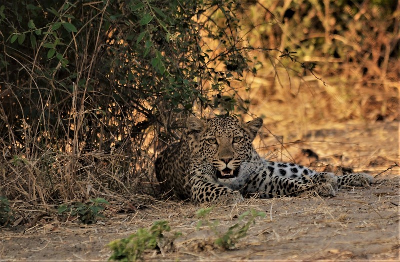 Female Leopard - VULNERABLE - Botswana, Africa