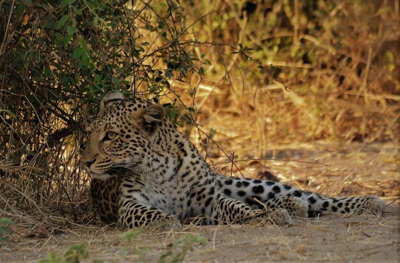 Female Leopard - VULNERABLE - Botswana, Africa