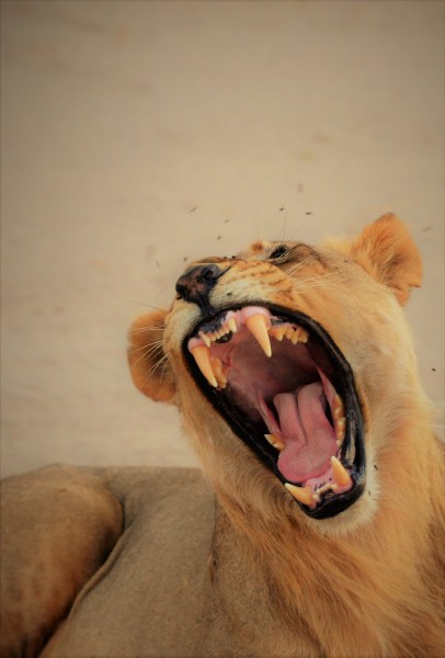 Panthera leo