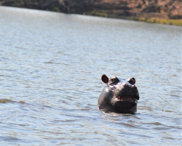 Hippopotamus amphibius