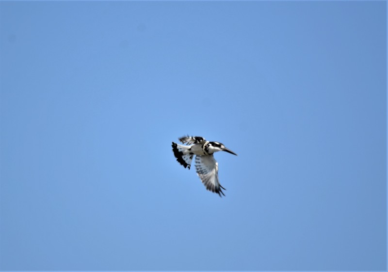 Ceryle rudis