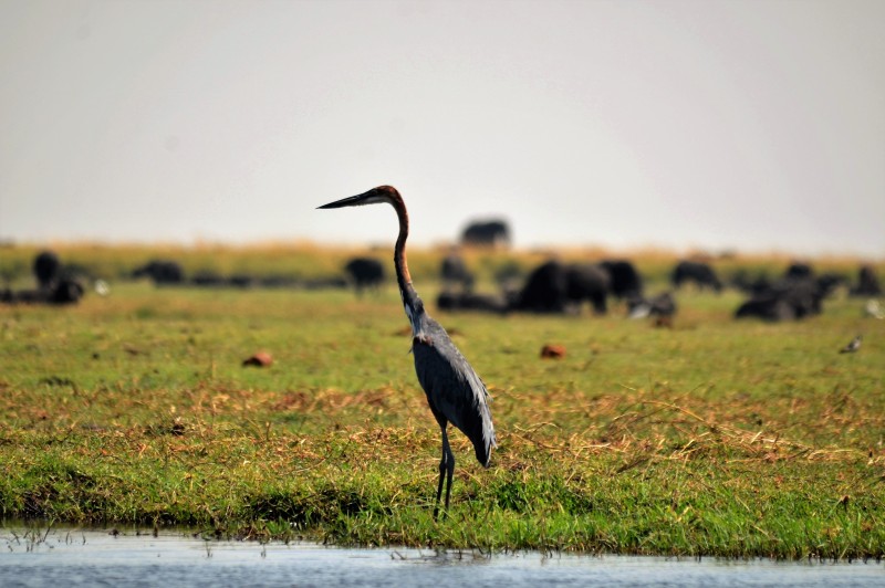 Ardea goliath