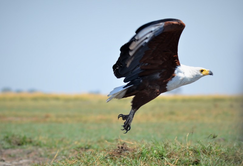 Haliaeetus vocifer