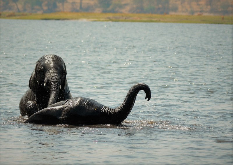 Loxodonta africana